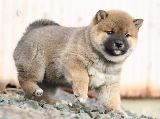 FP5A3458-puppy FP5A3458-puppy