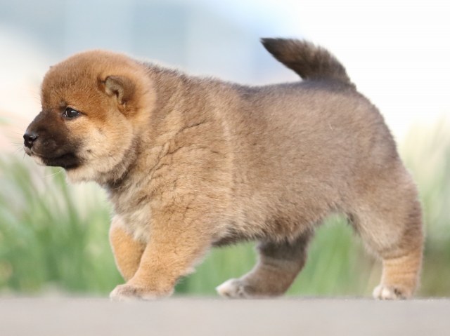 FP5A3478-puppy FP5A3478-puppy