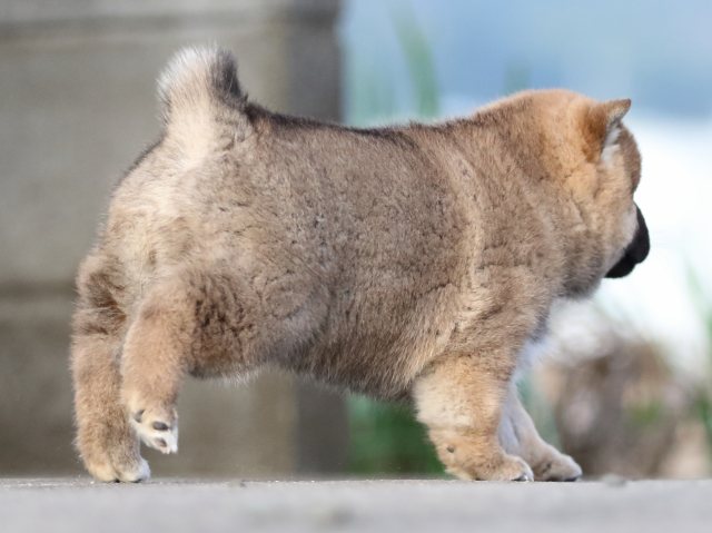 FP5A3498-puppy FP5A3498-puppy