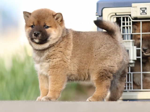 FP5A3503-puppy FP5A3503-puppy
