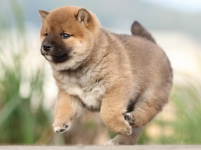 FP5A3511-puppy FP5A3511-puppy