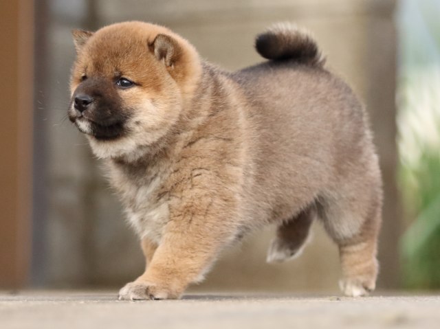FP5A3515-puppy FP5A3515-puppy