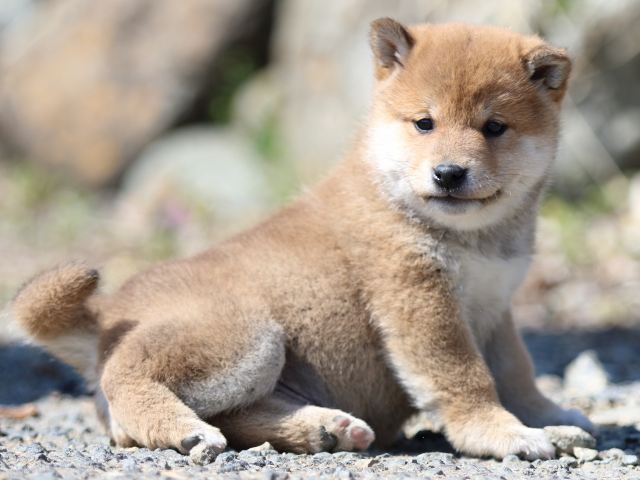 FP5A3518-puppy FP5A3518-puppy