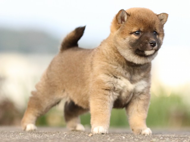 FP5A3529-puppy FP5A3529-puppy