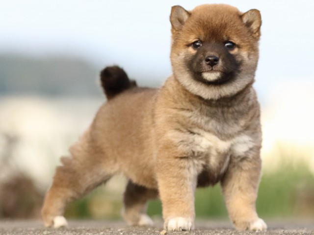 FP5A3533-puppy FP5A3533-puppy