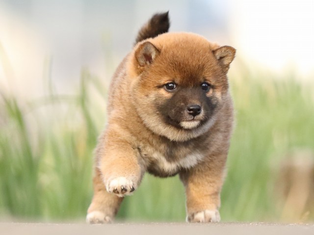 FP5A3543-puppy FP5A3543-puppy