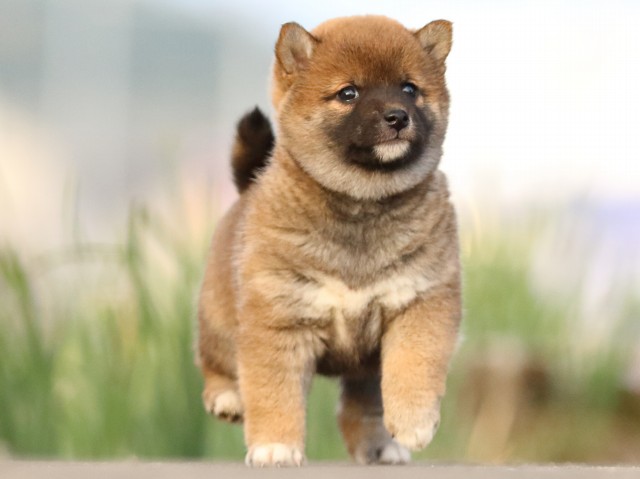 FP5A3550-puppy FP5A3550-puppy