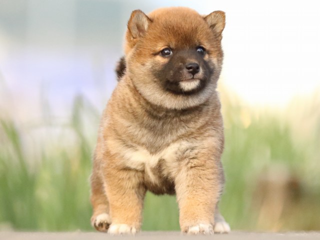 FP5A3555-puppy FP5A3555-puppy
