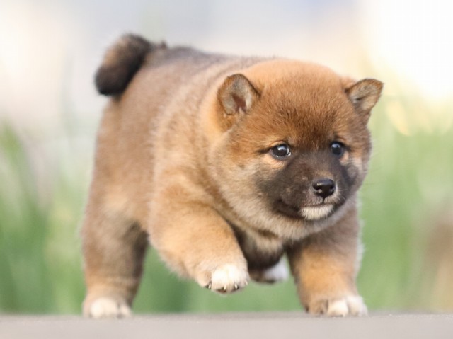 FP5A3569-puppy FP5A3569-puppy
