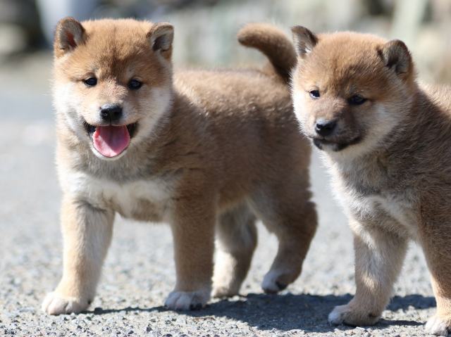 FP5A3591-puppy FP5A3591-puppy