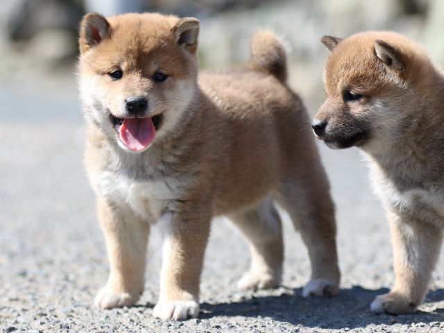 FP5A3593-puppy FP5A3593-puppy