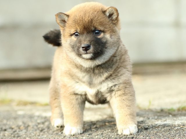 FP5A3597-puppy FP5A3597-puppy