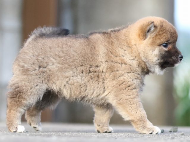 FP5A3612-puppy FP5A3612-puppy