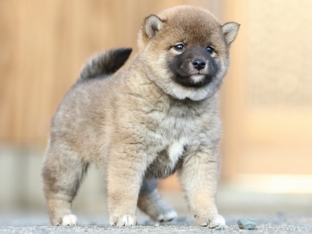 FP5A3625-puppy FP5A3625-puppy