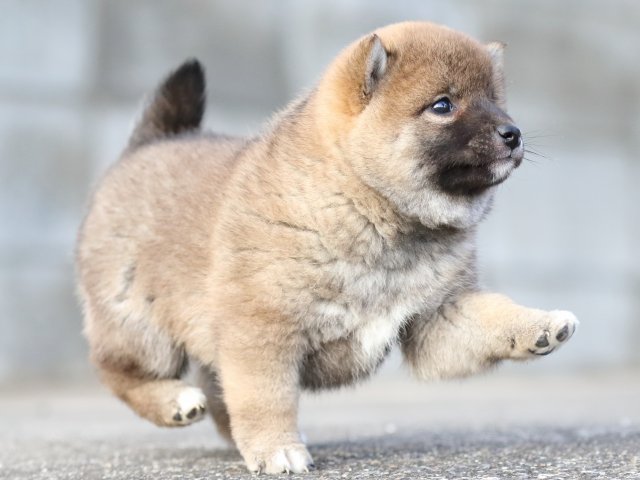 FP5A3677-puppy FP5A3677-puppy