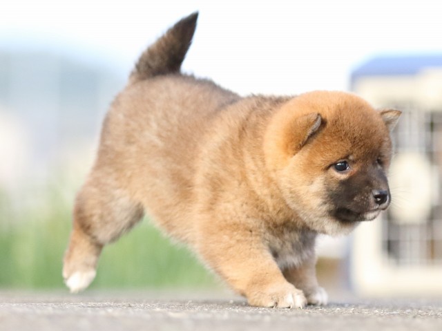 FP5A3692-puppy FP5A3692-puppy