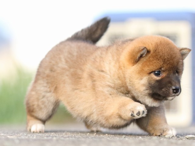 FP5A3694-puppy FP5A3694-puppy
