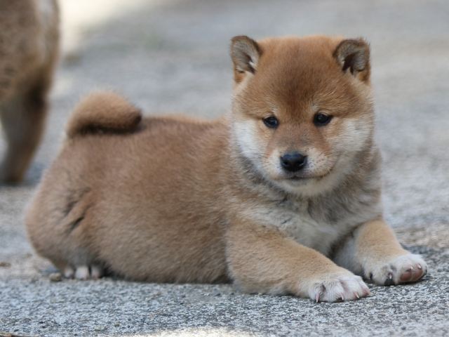 FP5A3696-puppy FP5A3696-puppy