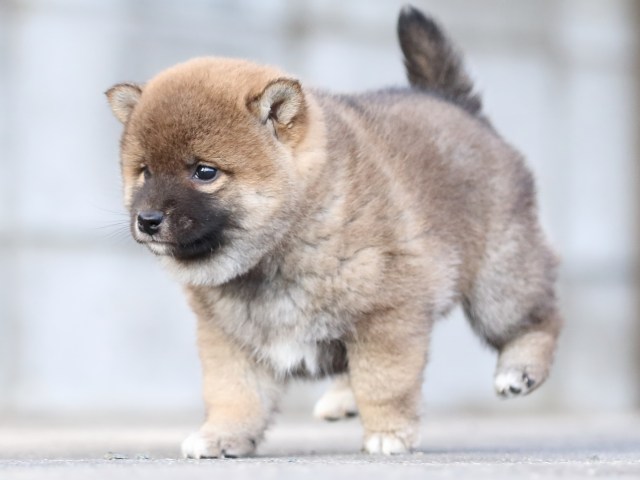 FP5A3707-puppy FP5A3707-puppy