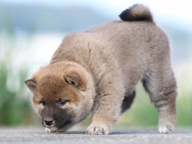 FP5A3726-puppy FP5A3726-puppy