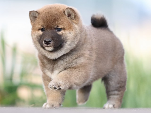 FP5A3733-puppy FP5A3733-puppy