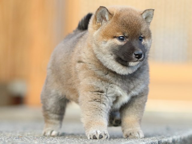 FP5A3756-puppy FP5A3756-puppy