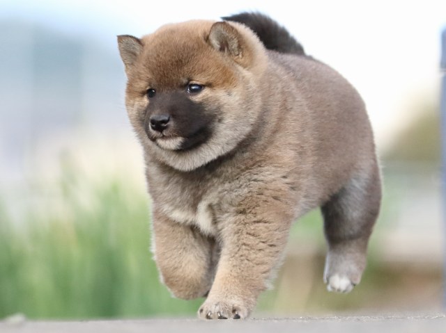 FP5A3771-puppy FP5A3771-puppy