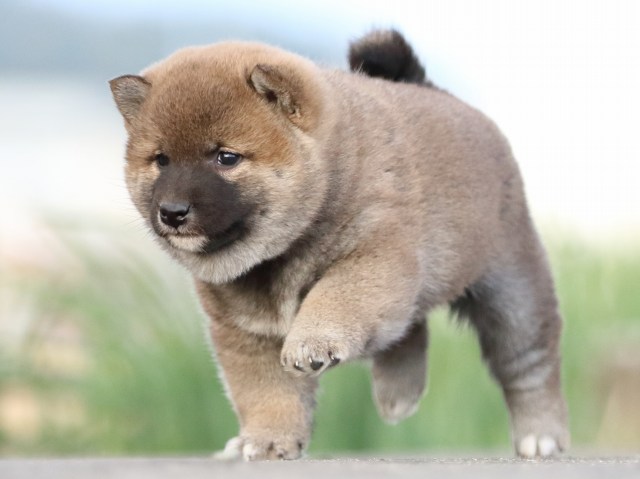 FP5A3773-puppy FP5A3773-puppy