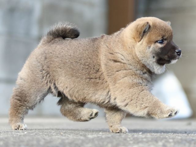 FP5A3827-puppy FP5A3827-puppy