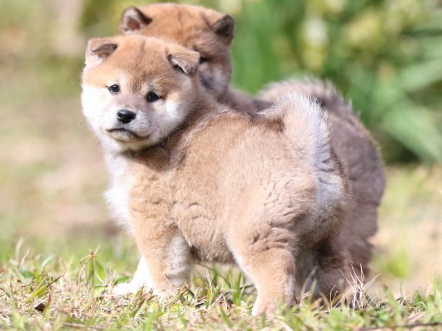 FP5A3960-puppy FP5A3960-puppy