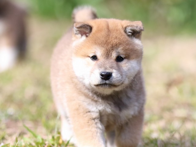 FP5A3975-puppy FP5A3975-puppy
