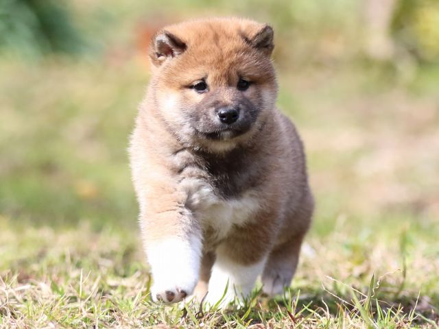 FP5A3990-puppy FP5A3990-puppy