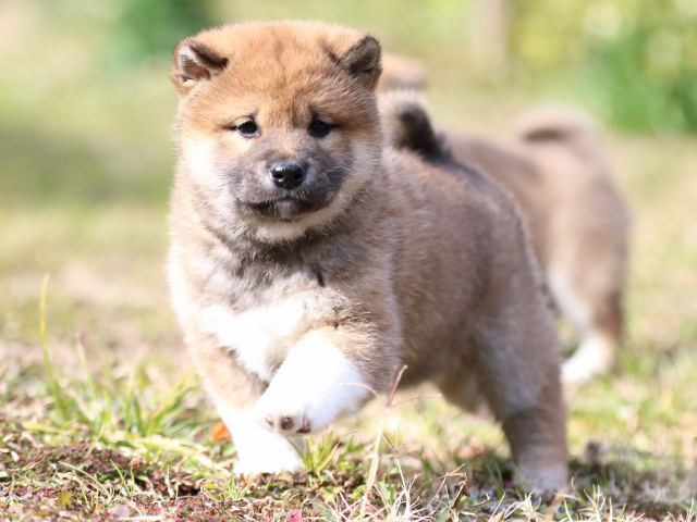 FP5A4012-puppy FP5A4012-puppy
