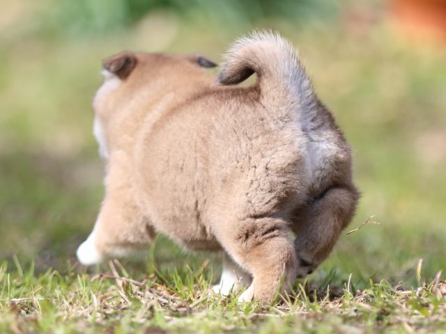 FP5A4021-puppy FP5A4021-puppy