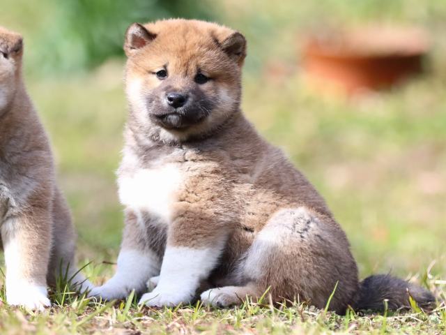 FP5A4068-puppy FP5A4068-puppy