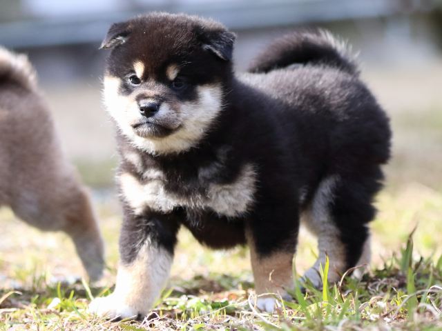 FP5A4096-puppy FP5A4096-puppy