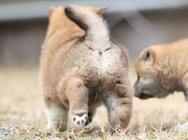 FP5A4110-puppy FP5A4110-puppy