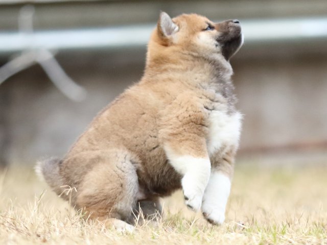 FP5A4121-puppy FP5A4121-puppy