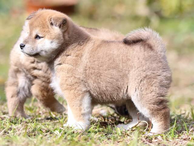 FP5A4136-puppy FP5A4136-puppy