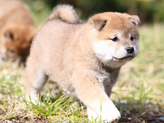 FP5A4152-puppy FP5A4152-puppy