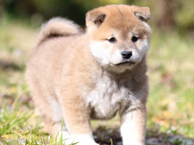 FP5A4155-puppy FP5A4155-puppy