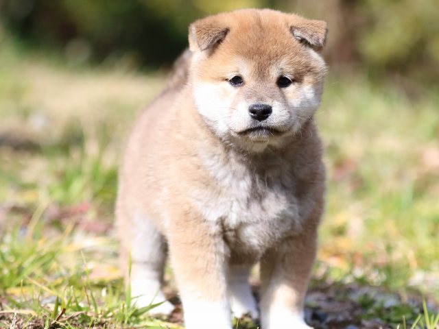FP5A4158-puppy FP5A4158-puppy