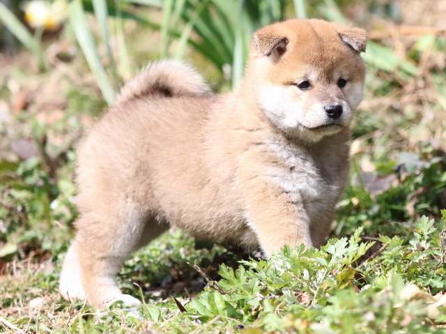FP5A4181-puppy FP5A4181-puppy