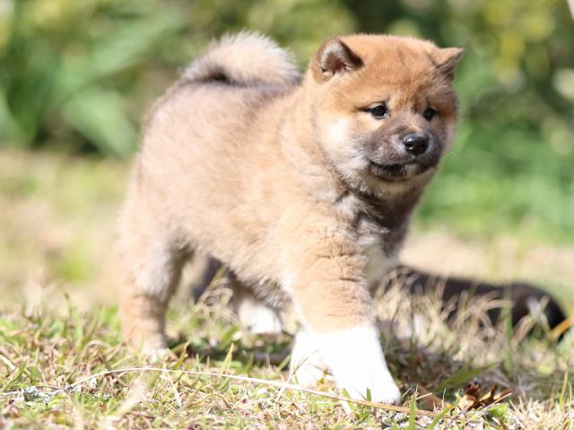 FP5A4209-puppy FP5A4209-puppy