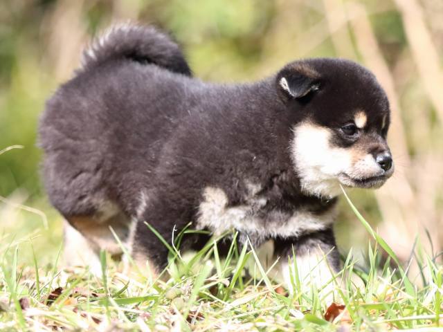 FP5A4222-puppy FP5A4222-puppy