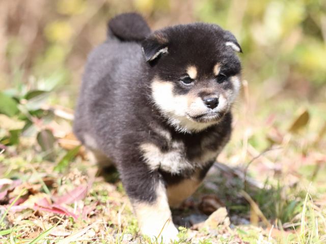 FP5A4224-puppy FP5A4224-puppy