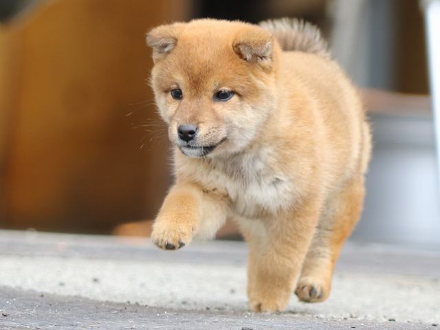 FP5A4230-puppy FP5A4230-puppy