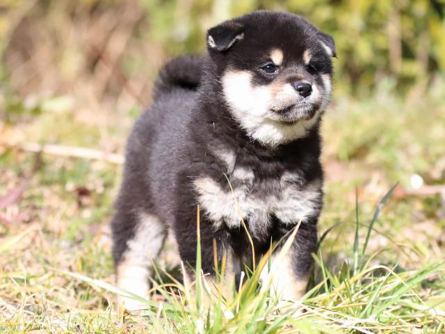 FP5A4232-puppy FP5A4232-puppy