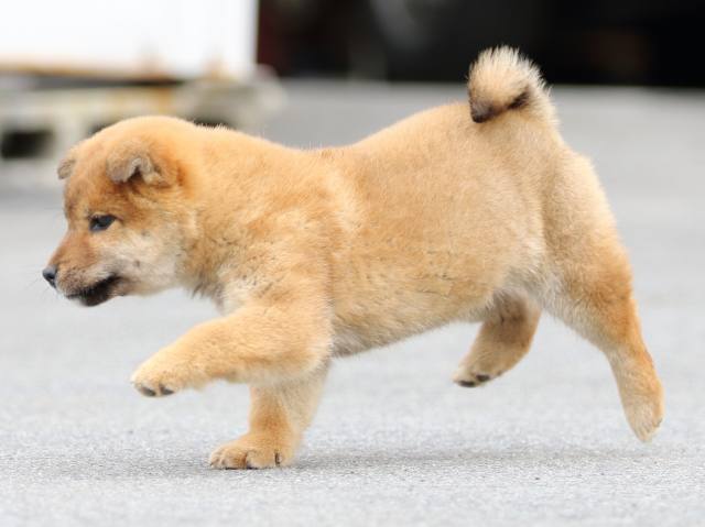FP5A4240-puppy FP5A4240-puppy