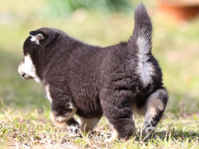 FP5A4242-puppy FP5A4242-puppy
